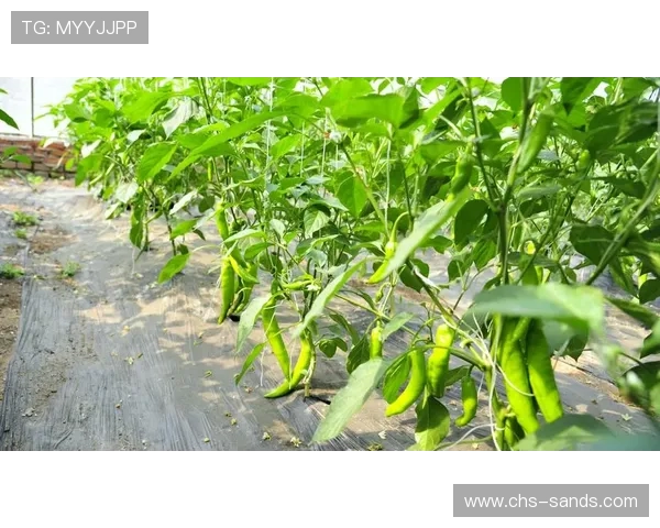 永乐高国际娱乐游戏种类全景介绍涵盖经典老虎机、真人娱乐、体育博彩等多样玩法满足不同玩家需求